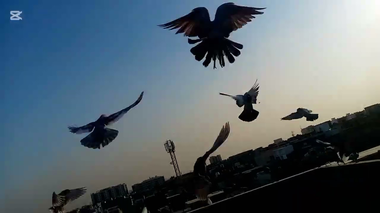 Ajj kbooter lambi par gaya 