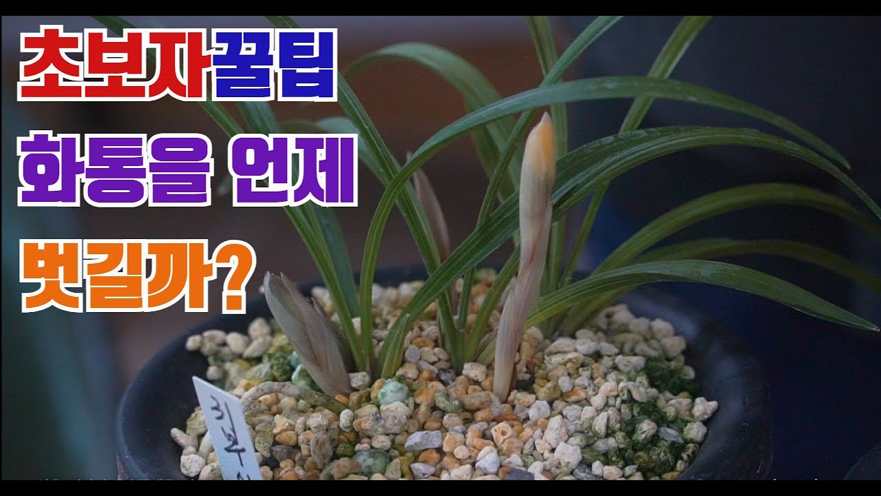 [268편] 발색을 어려워하는건 99%가 이것때문 [식테크, 춘란, 풍란, 다육, 난테크]