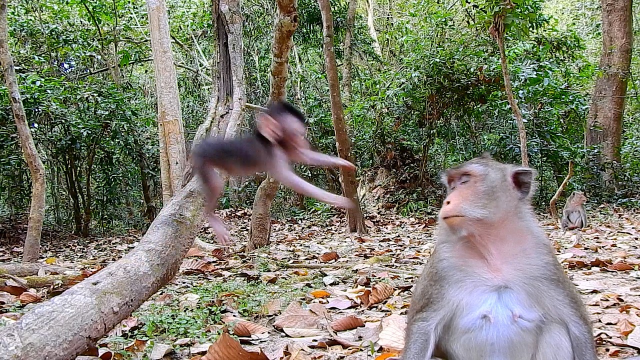 Oh! The Most Beautiful Baby AMINA Thinks Wrong Way That Mom Anna Will Pick Her Up Before Jumping