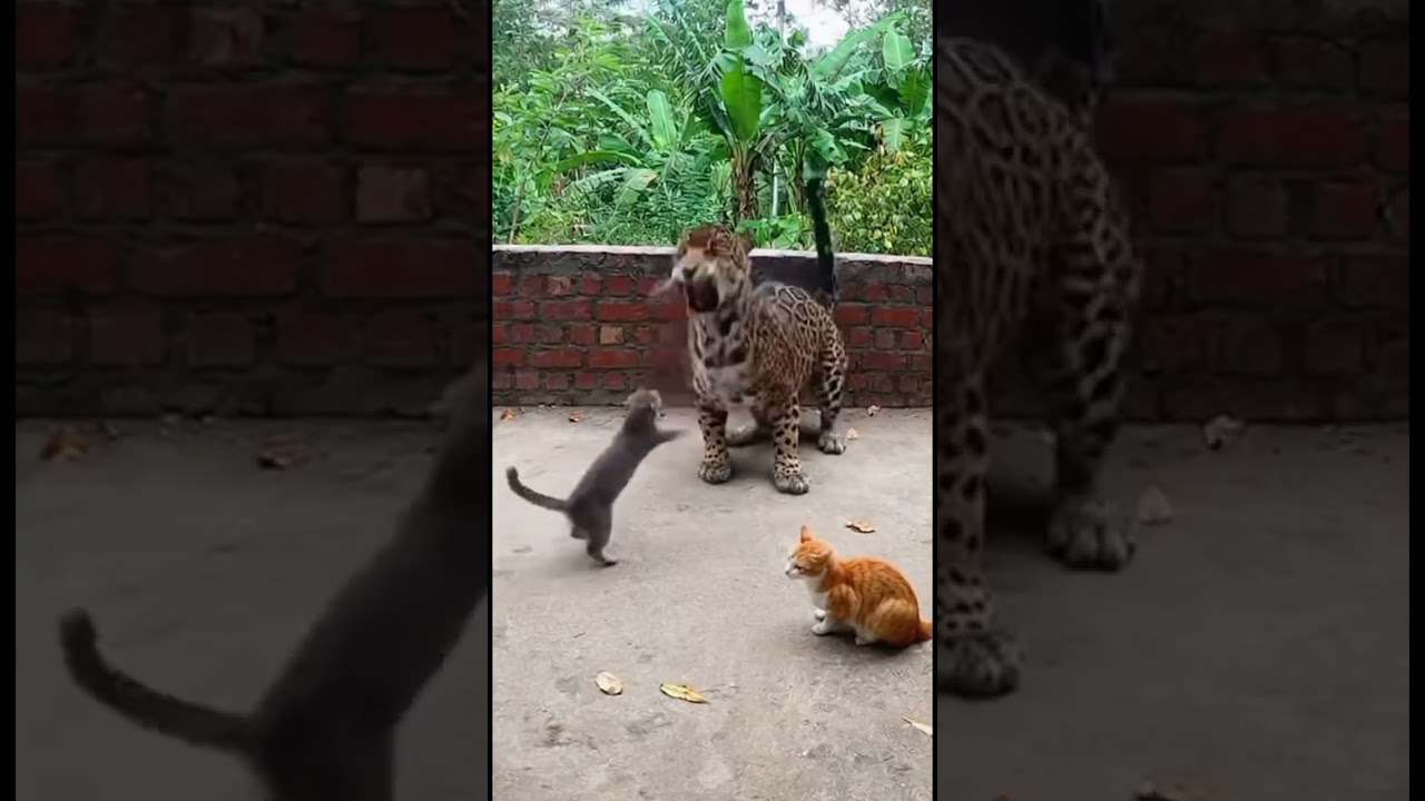 Powerful cat forced tiger to run away😱 