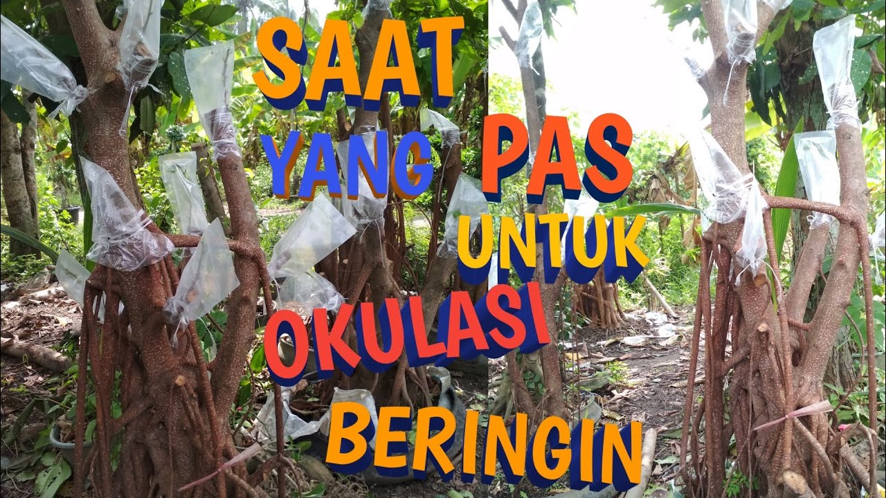 SAAT YANG PAS UNTUK OKULASI BERINGIN