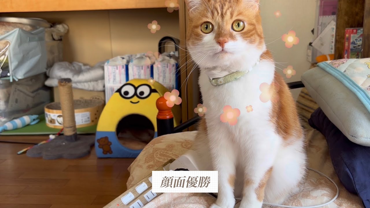 うちのにゃんずは可愛い！！