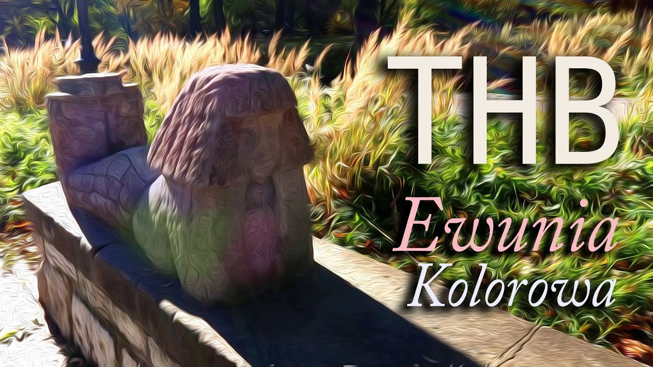 THB - Ewunia Kolorowa