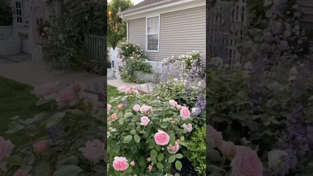 Backyard roses in bloom!!! #garden #gardenroses #davidaustinroses