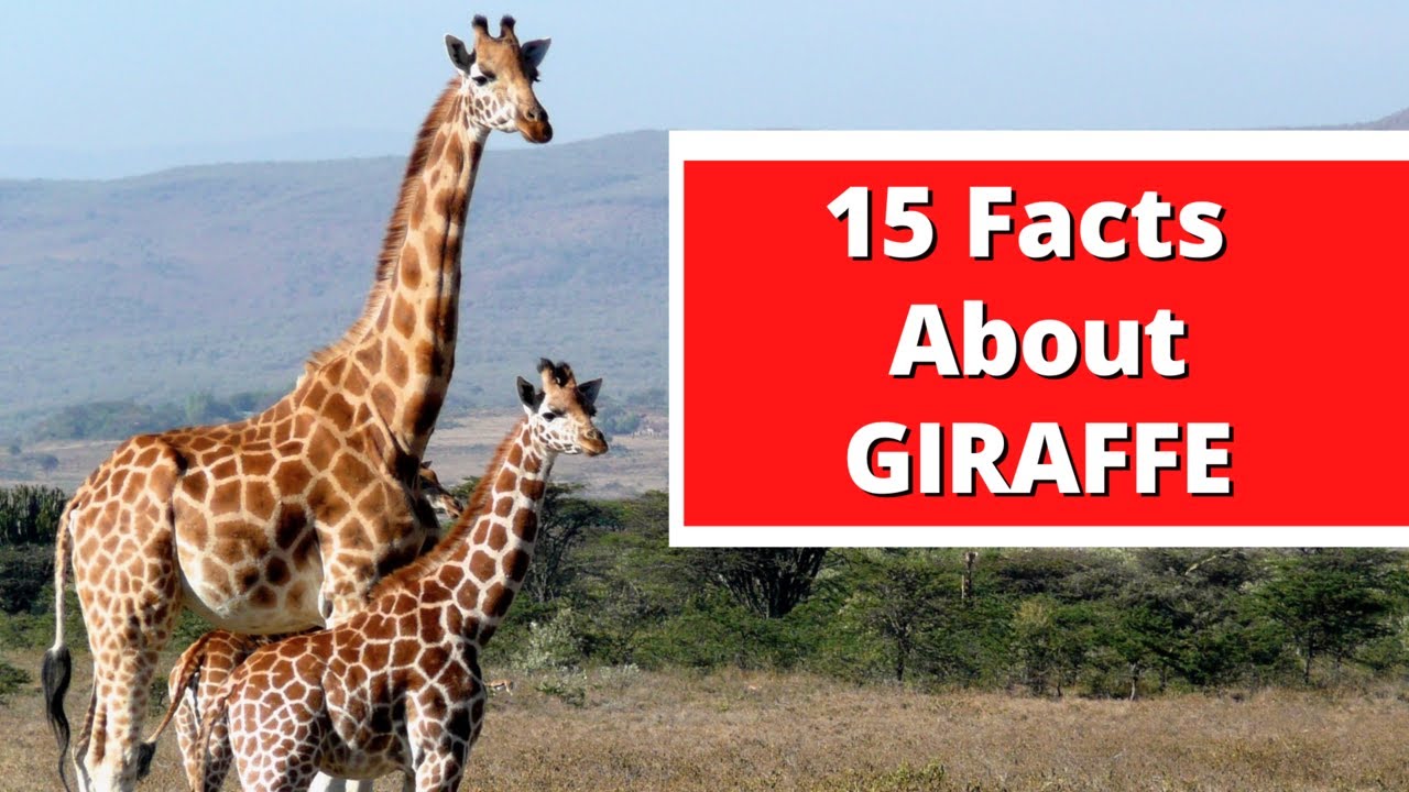 15 Facts About Giraffe
