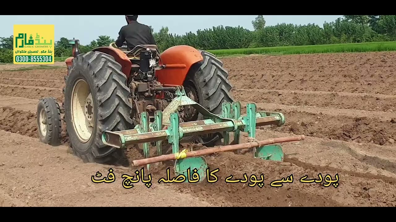 پنجاب میں پپیتا کی کاشت ||  ریڈ لیڈی اور یلو کنگ  ورائٹی