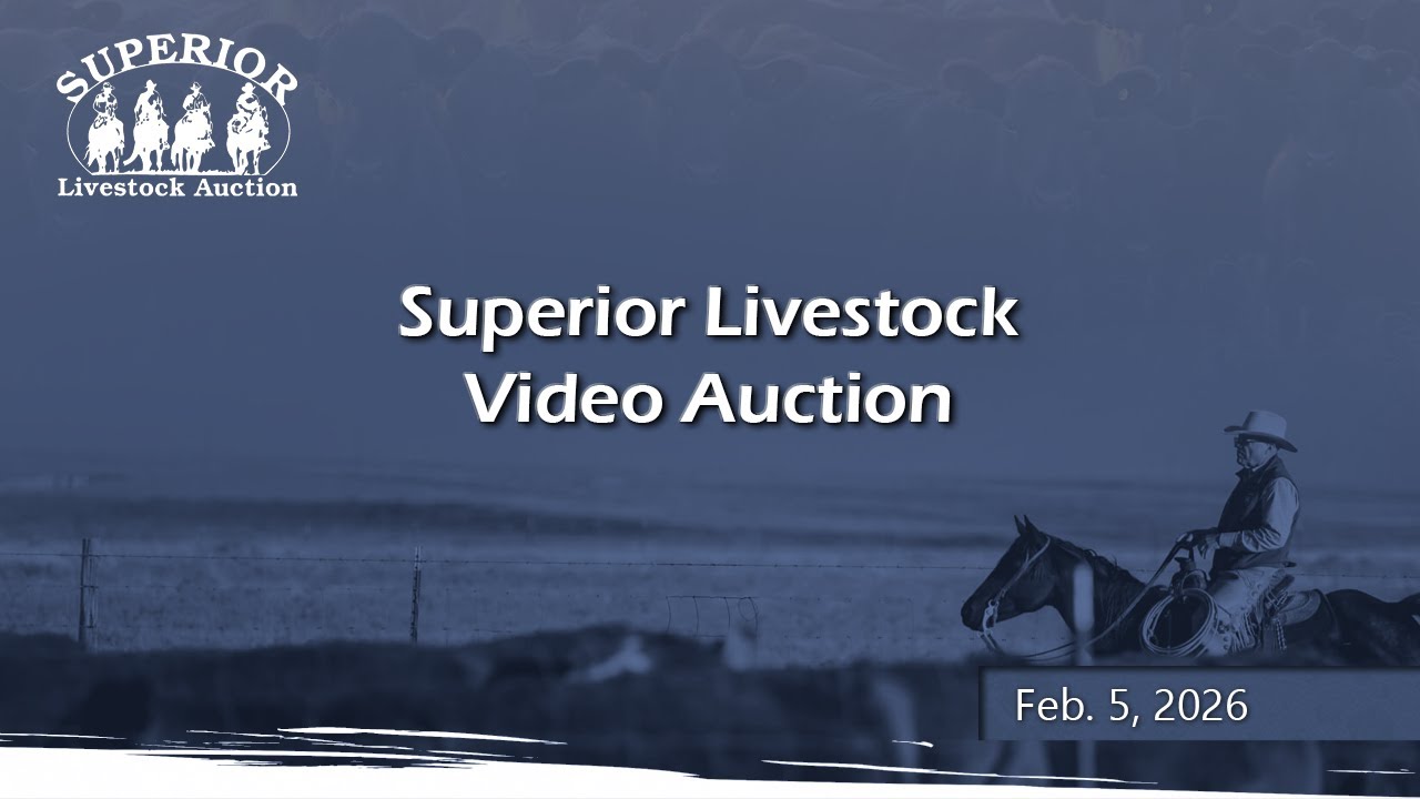 Superior Livestock Auction - 2/5/2026