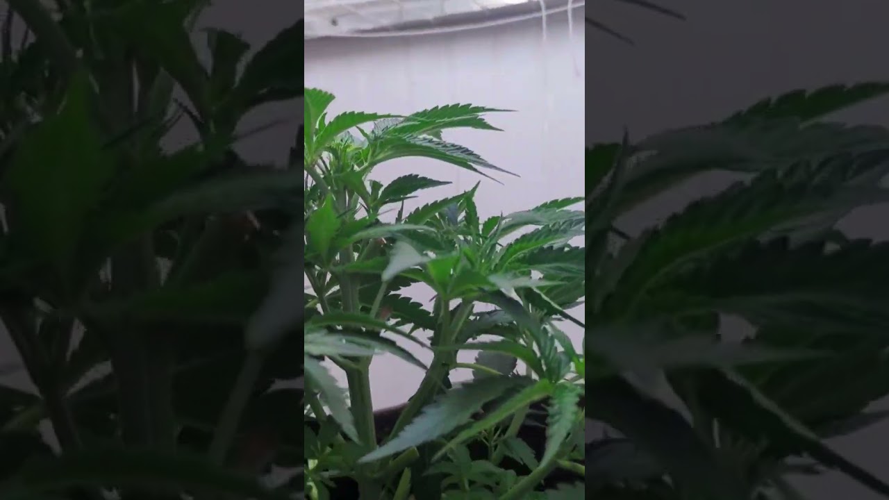 first big pruning in veg around 3 weeks in, all organic living soil#grow#organic #Cannabis