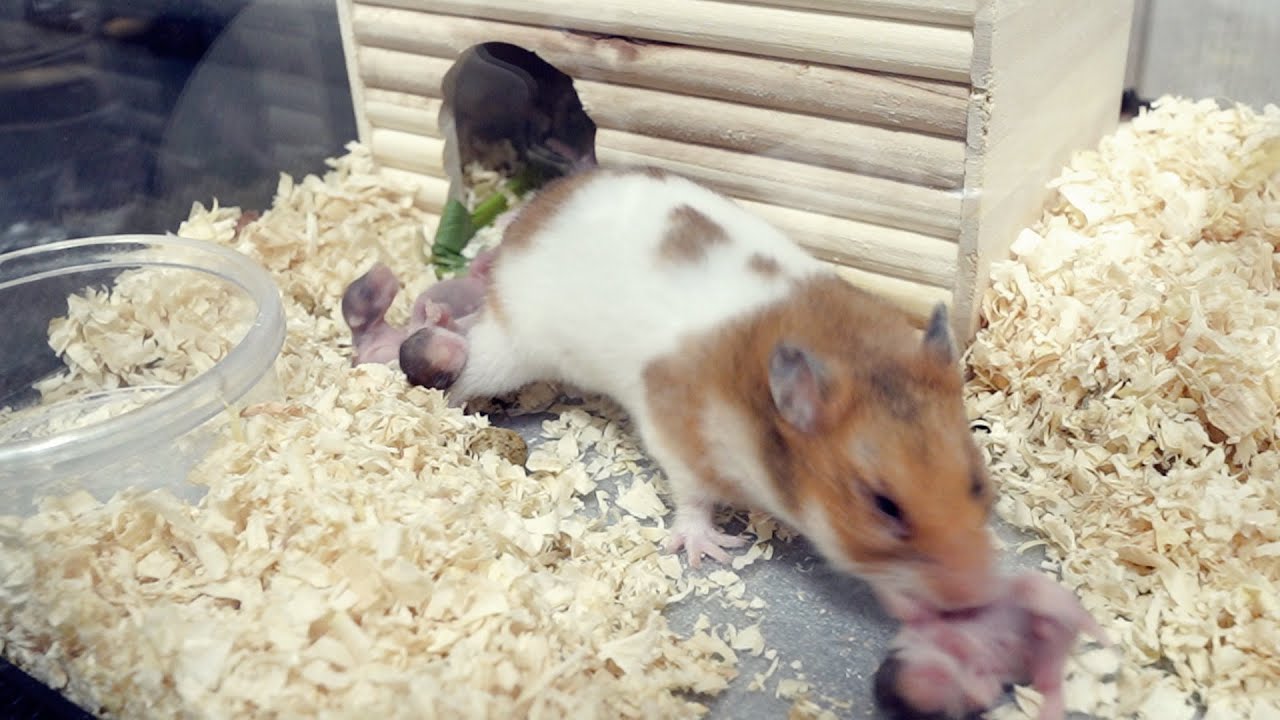 赤ちゃんハムスターの3～9日目の様子と奮闘するかーちゃん