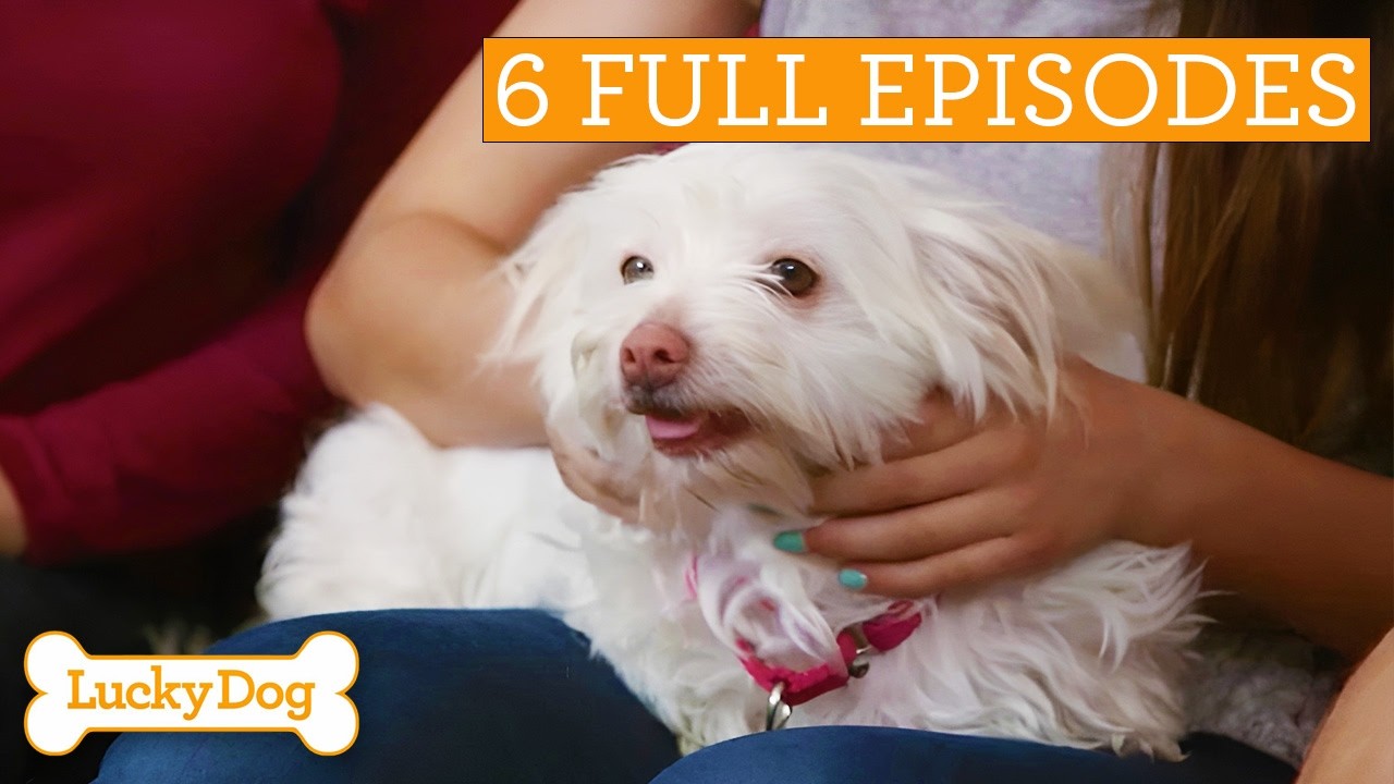 Lucky Dog Marathon! | Full Episodes | S2 Ep 13-18