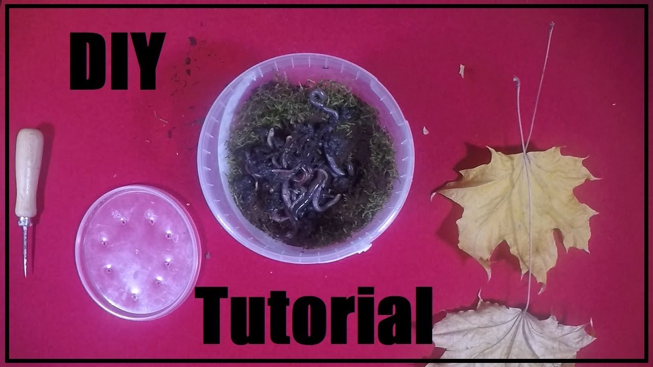 Wurmeimer selbst bauen | DIY