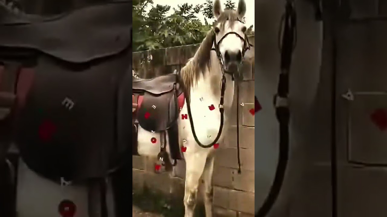 gente eu vou posta um  vídeo de como eu pego minha égua mas deixa muito like por favor