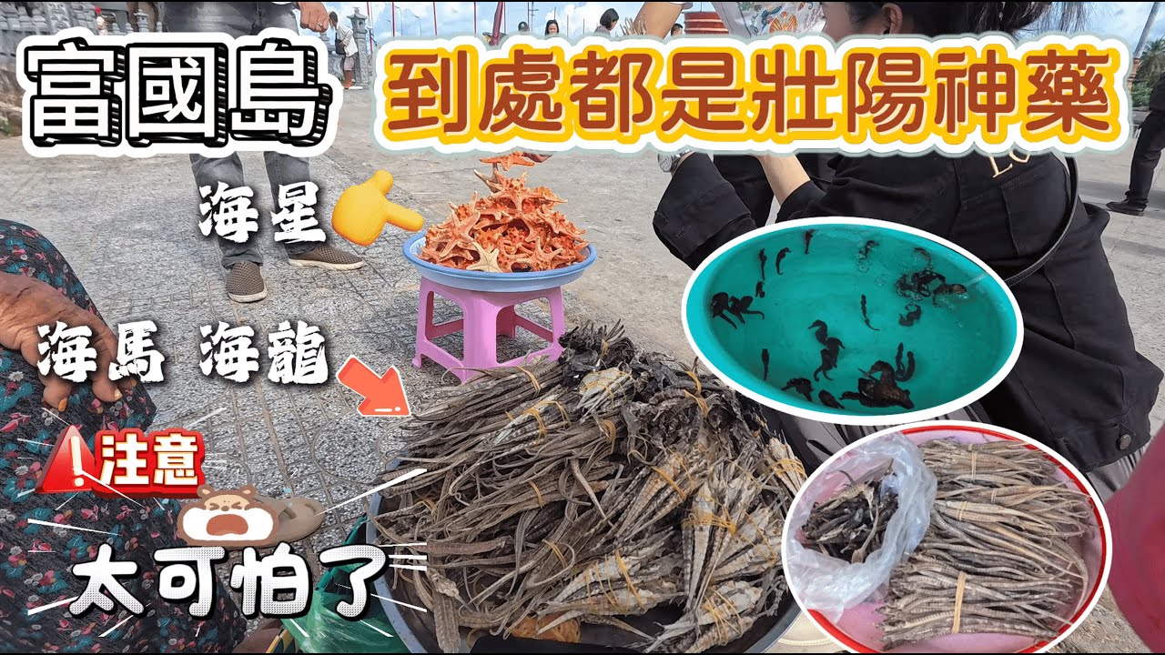 海邊到處都有壯陽神藥海星海馬海龍到處都是/胡椒園很好逛/富國島美食也是會踩雷的
