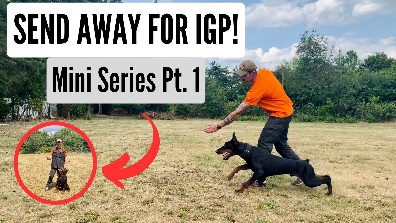 Teaching Your Dog the Send Away for IGP! Mini Series Pt. 1 of 4