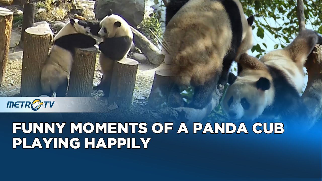 How cute! Baby pandas playing together in the trees