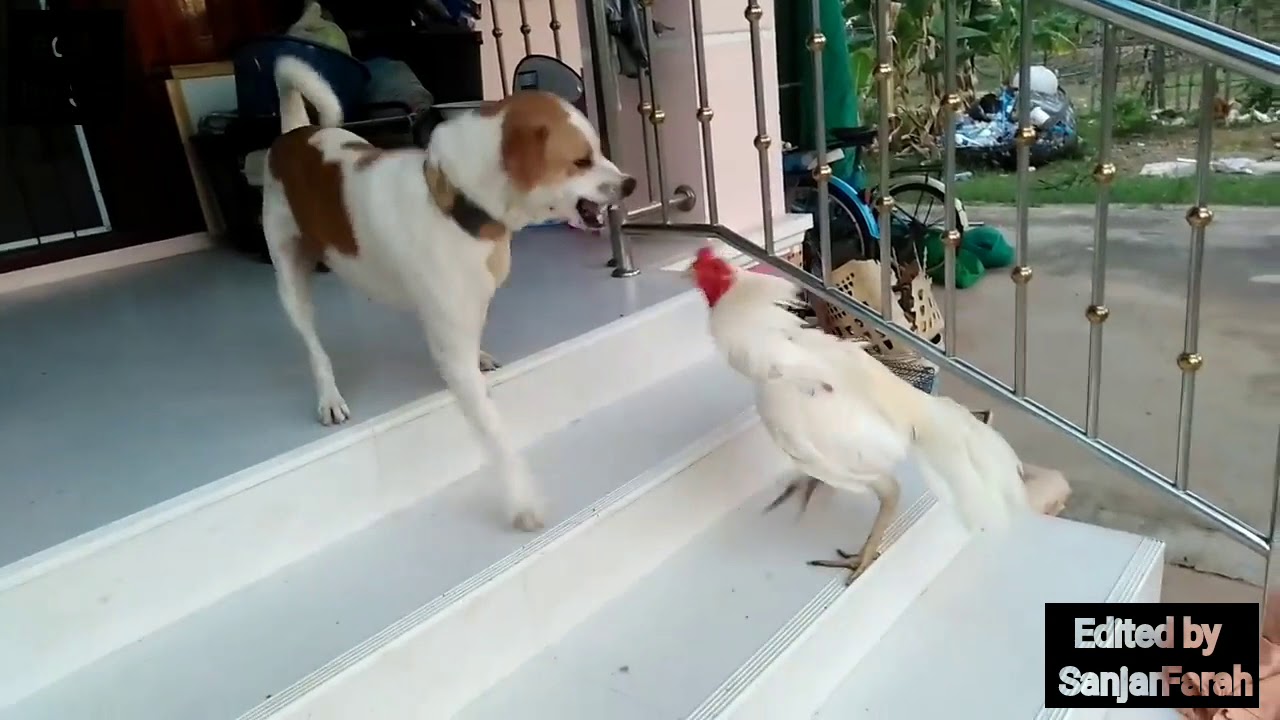 Funny Dubbed animal Fucking bloody