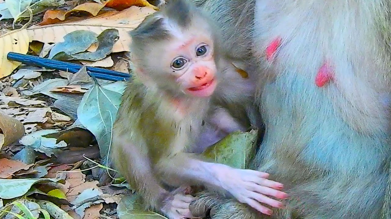 Never seen..Third days newly hybrid baby is smart about his journey life from mother`s attention.