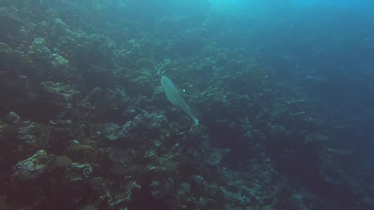 Whitetip Reef Sharks on Gordon Reef at Tiran in the Red Sea