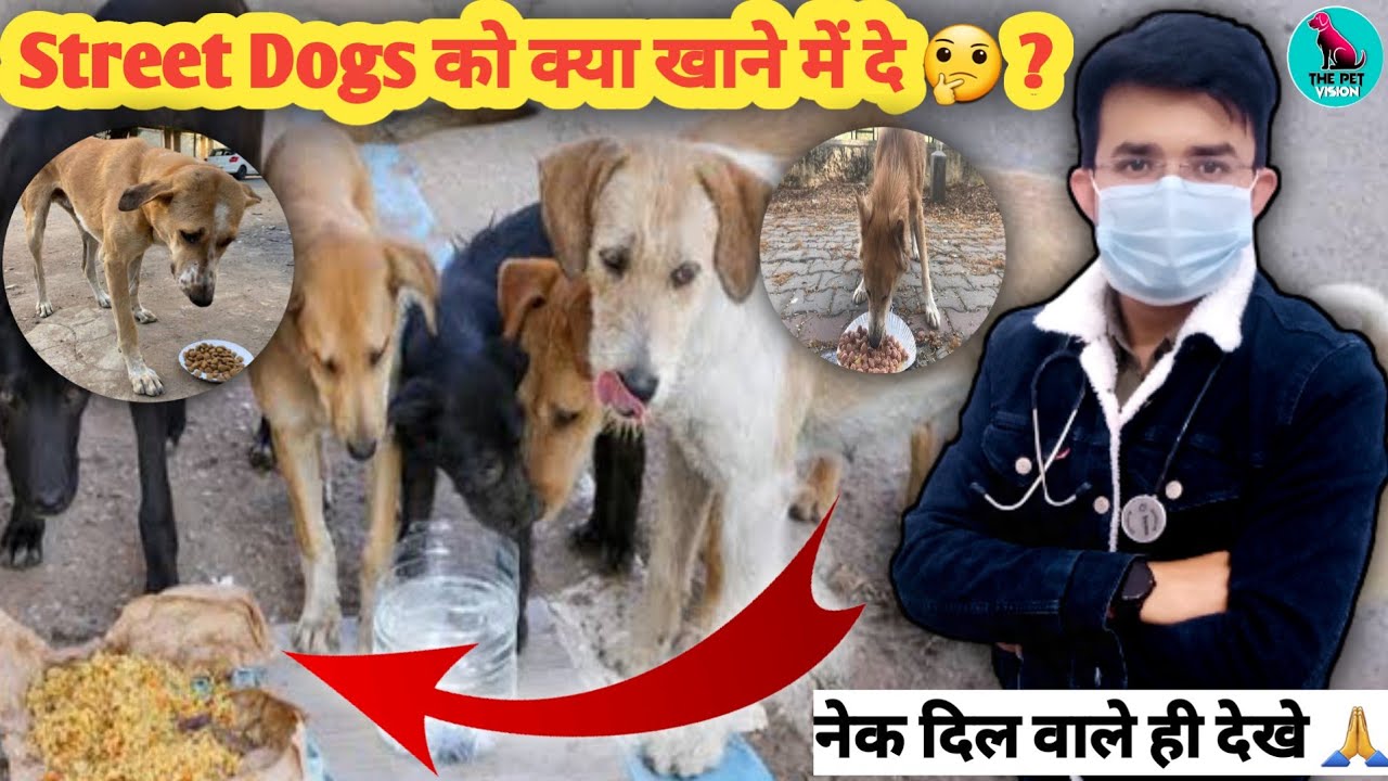 What to feed a street dog 🤔 / Street Dog Foods / Dog Foods For Stray Dog Food for street dogs