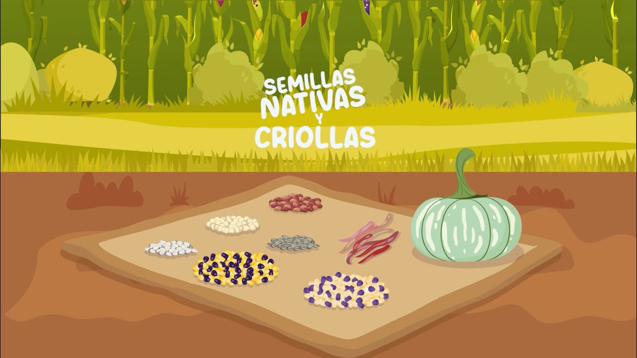 ¿Qué ocurre con las semillas? - Semillas criollas para la cuidar la vida