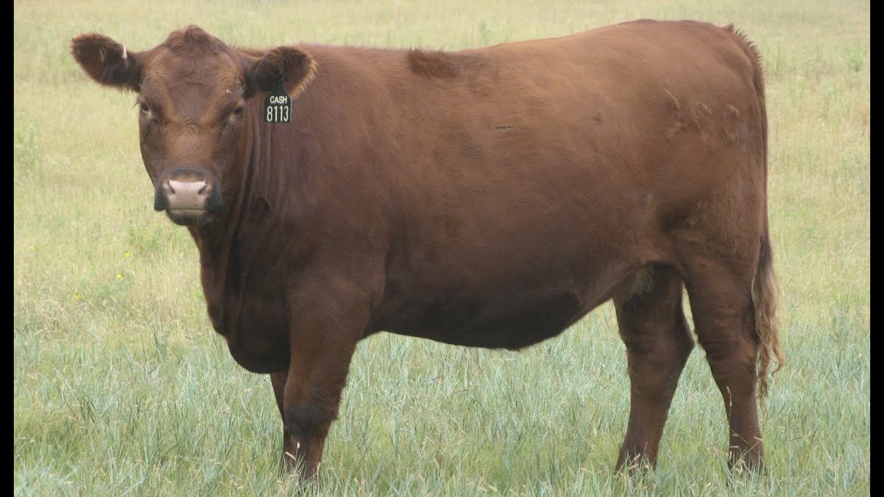 Herd Quitter® Minute - How to Spot Calving Ease