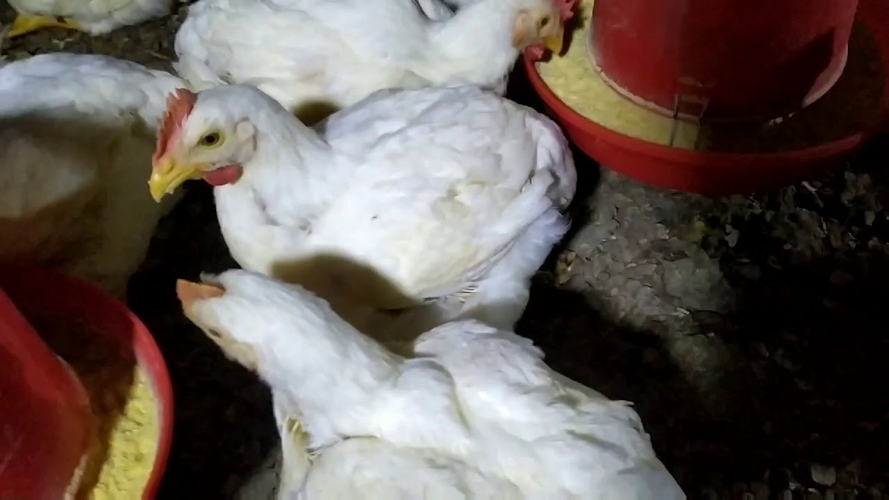 crianza de pollos de engorde en  la sierra . avícola los andes.
