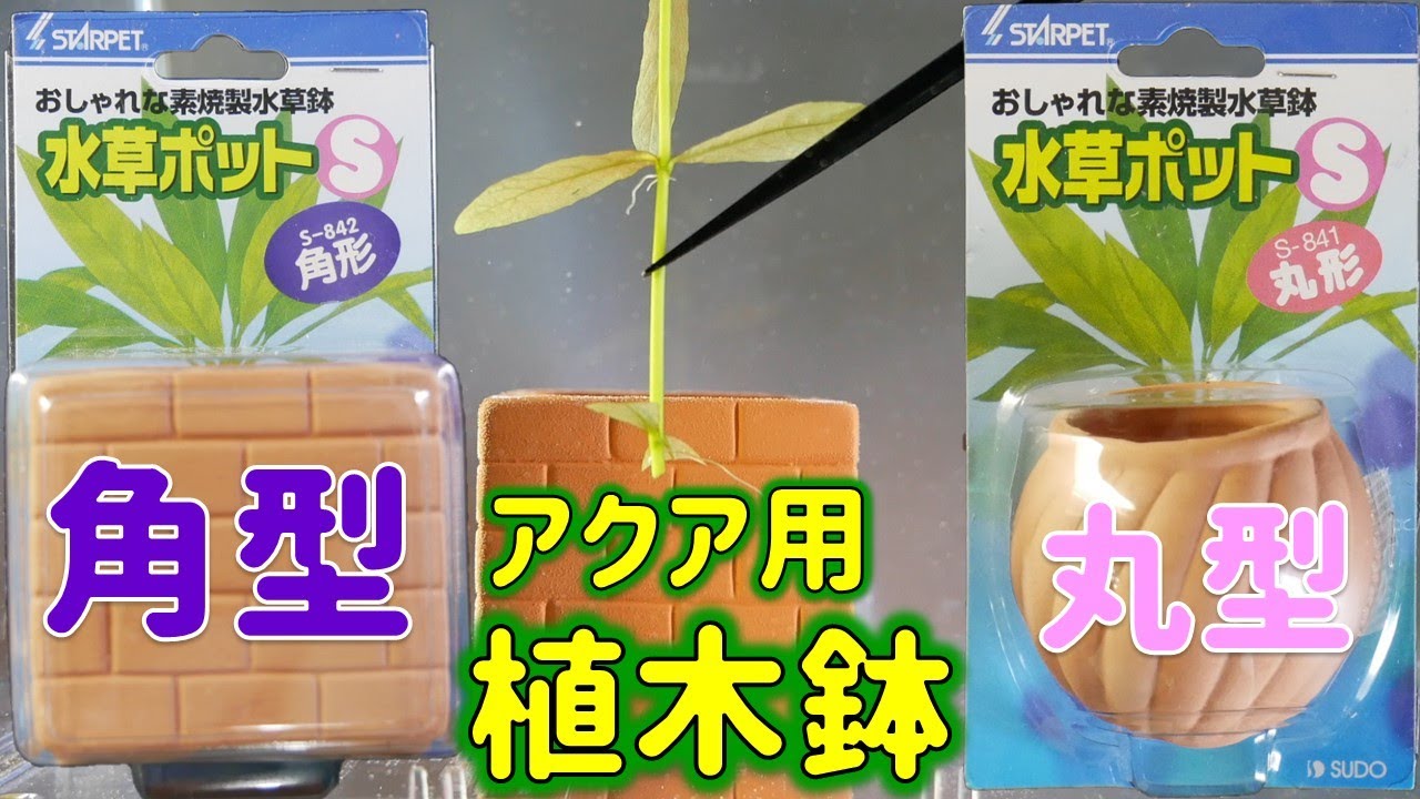 砂利のない水槽に、水草を植えてみた。アクア専用植木鉢。スドー 水草ポットS丸型、角型【ふぶきテトラ】