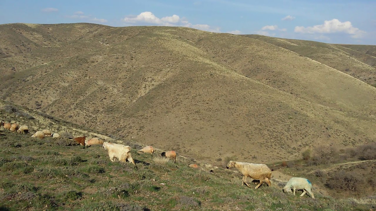 Aydın Battal - BAKALIM