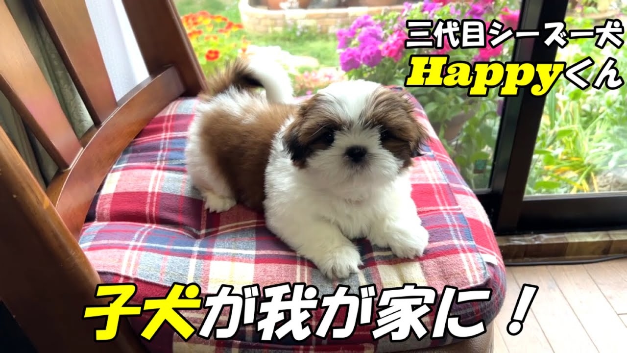 [シーズー🐶] ㊗ 子犬が我が家に！Happyくん の巻