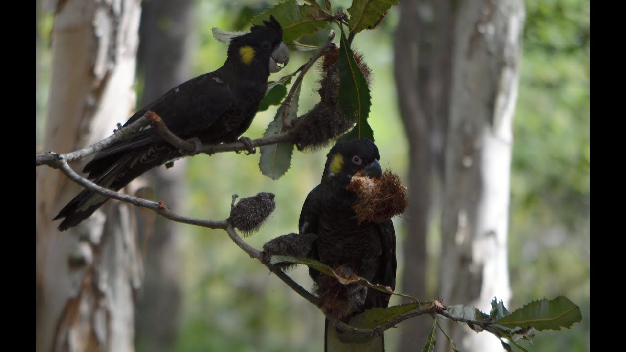 Rare video two Yellow Tailed Black Cockatoo eating Swamp Banksia seed