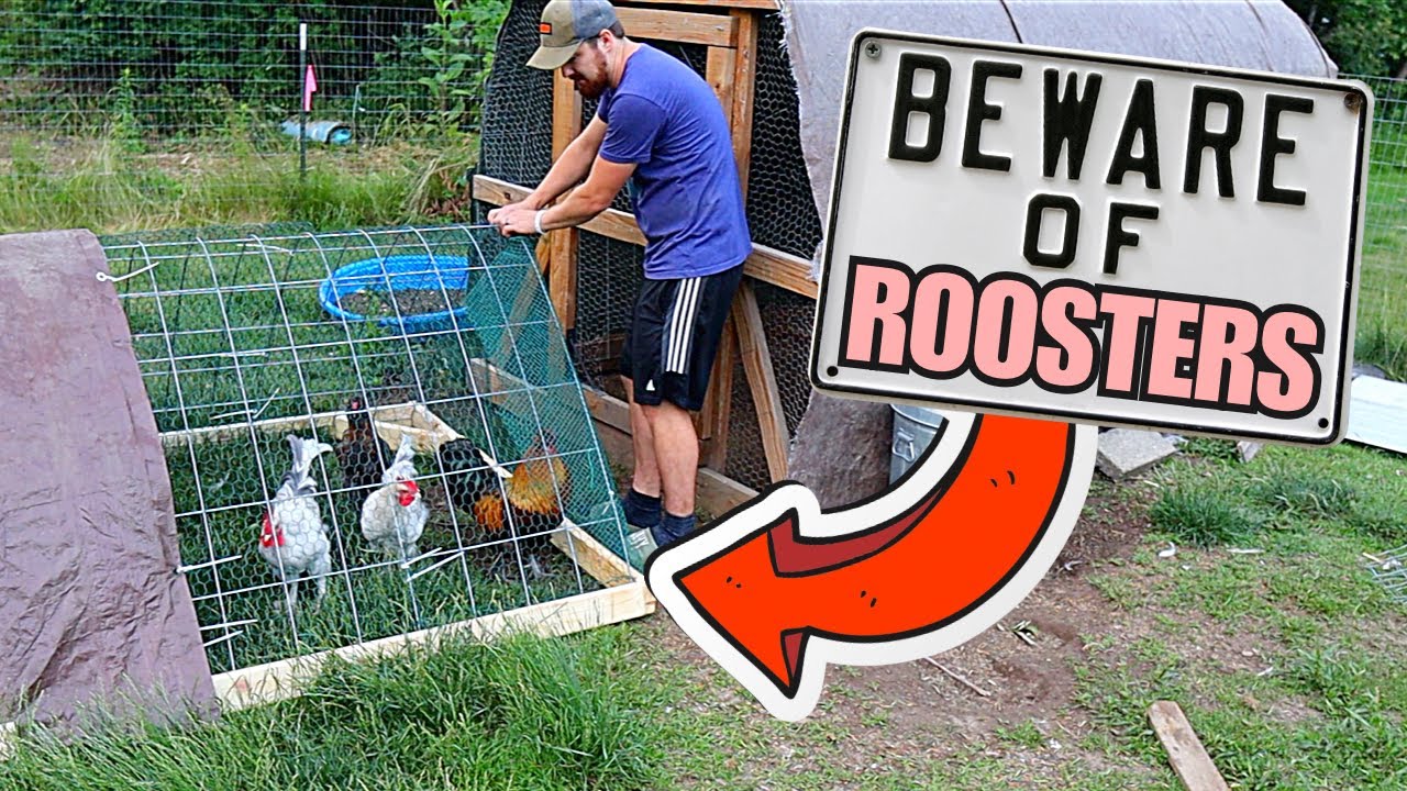We Built A Rooster Only Coop To Save Our Hens