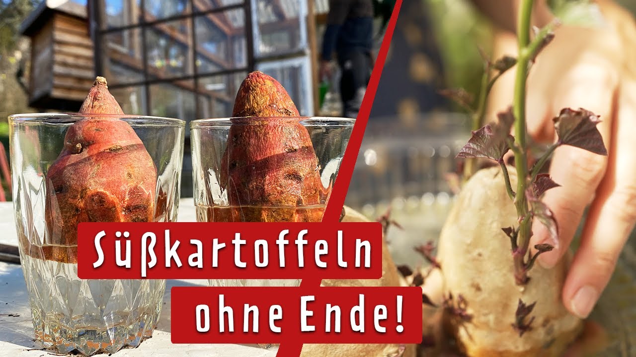 Süßkartoffeln zu Hause selbst anbauen | MDR Garten