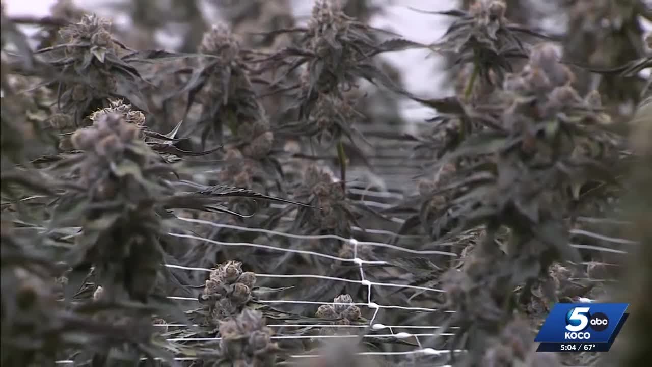 Call for Oklahoma medical marijuana recall sparks concern amongst growers