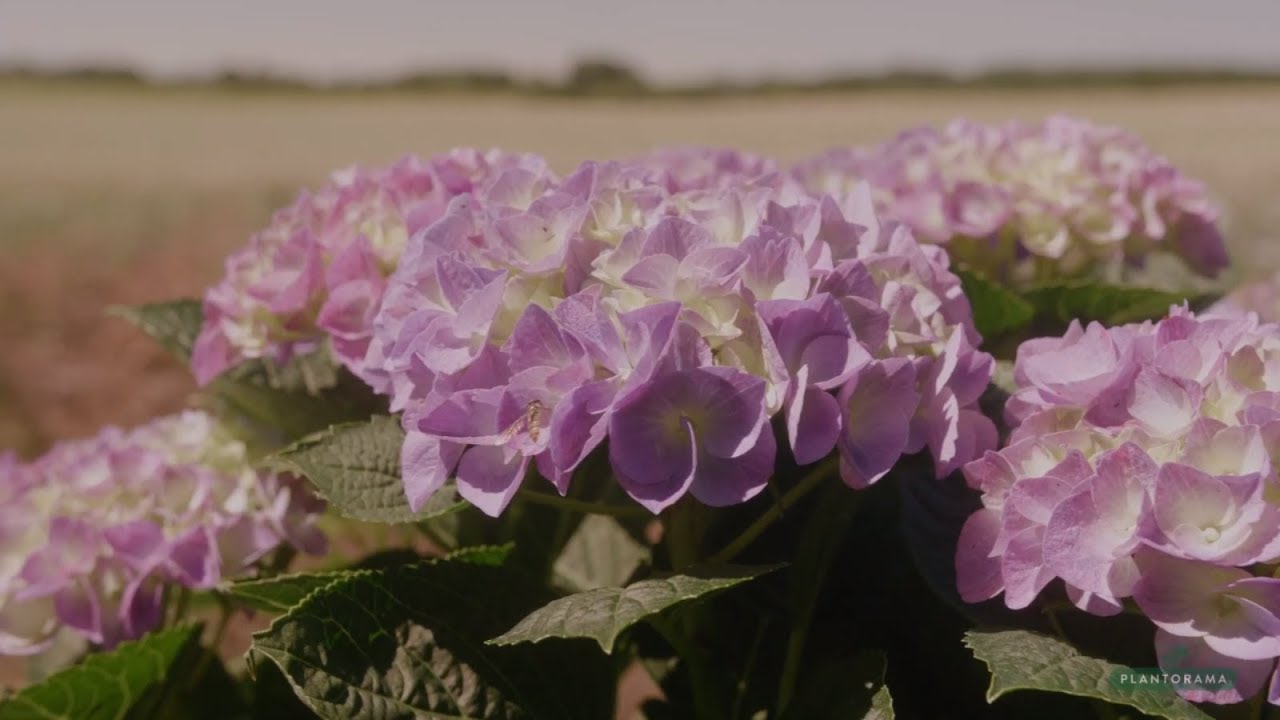 Hortensia guide | Udplantning og pasning af hortensia | Plantorama