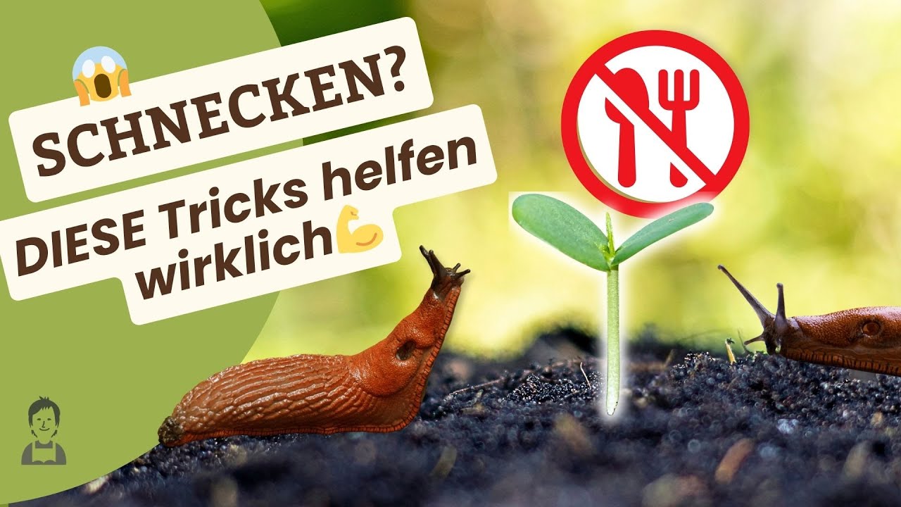 Schnecken fernhalten: Die besten Methoden im Überblick