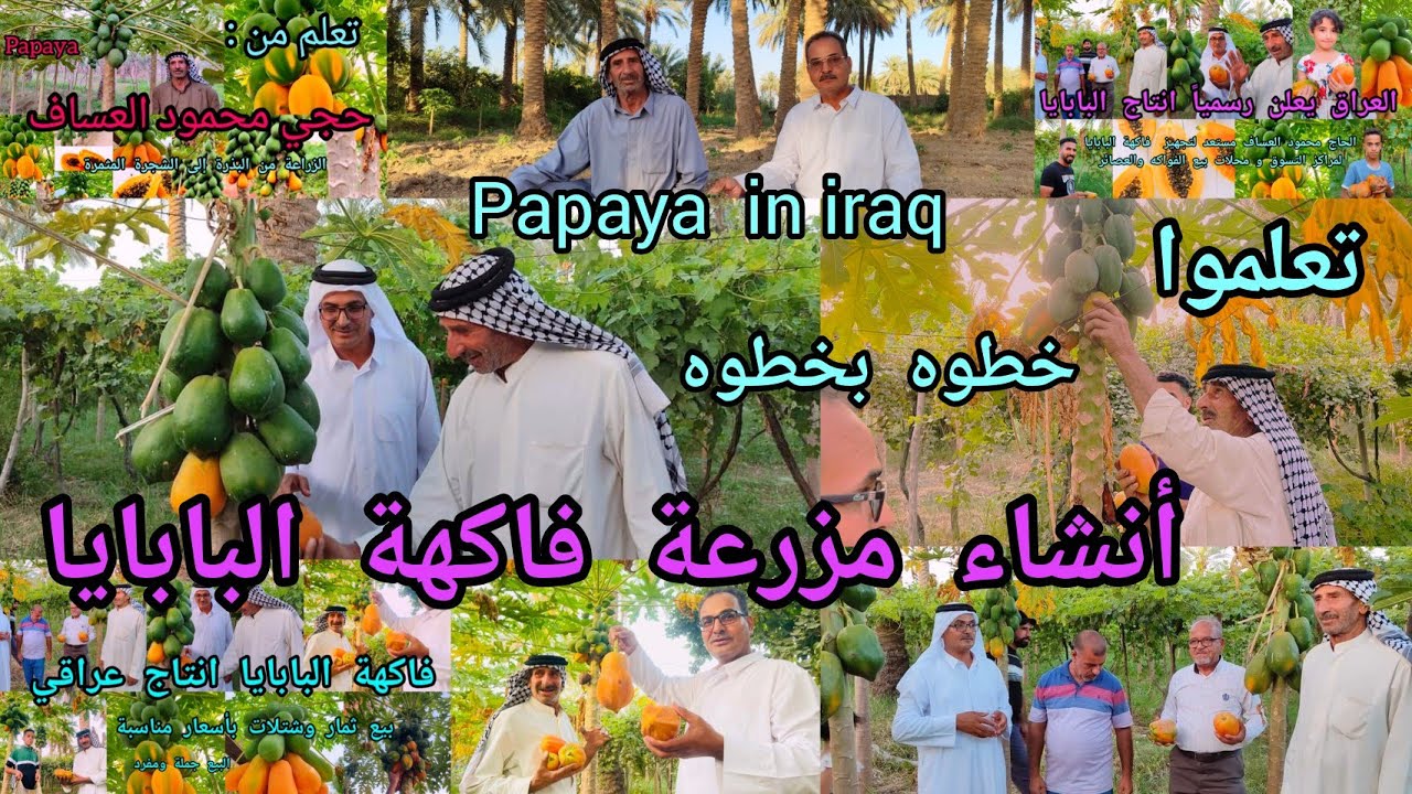 فاكهة البابايا papaya  بالعراق 🇮🇶 انشاء مزرعة جديدة تعرفوا على أسرار الزراعة مع حجي محمود العساف