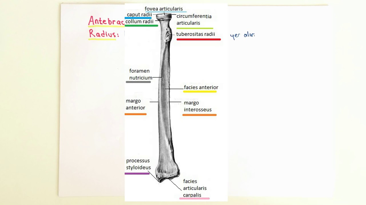 ANATOMİ-10.KONU-Üst Ekstremite (Radius)