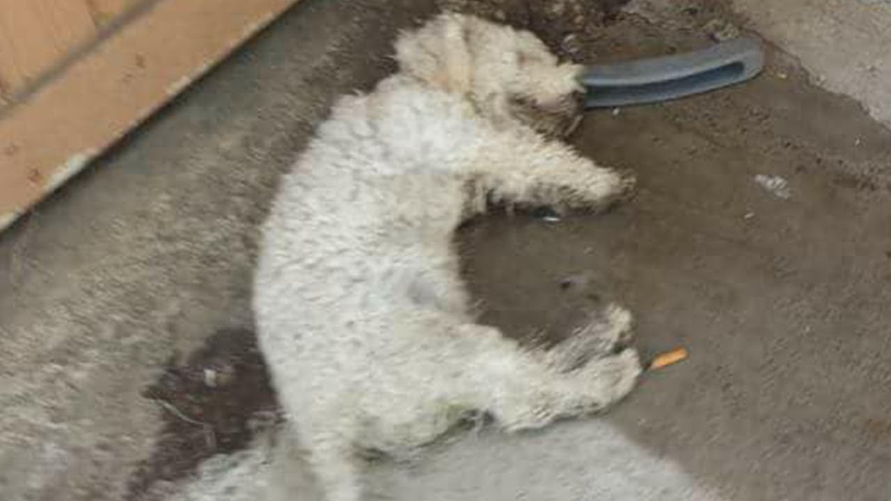 'Dead' Dog Comes Back To Life When Rescuers Arrive!