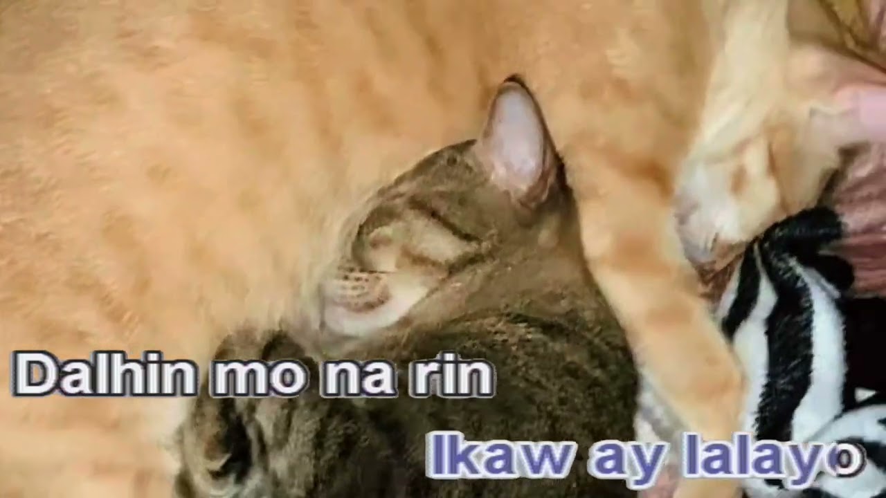 No copyright infringement. Mode ng videoke 😂😂😂 #foryou #cat #fypシ #fypシ゚viral #viral #viralvideo 