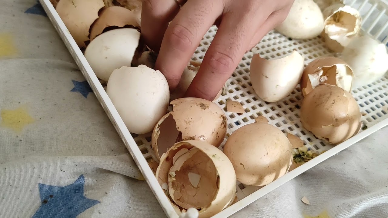 SERVO 250 MAKİNE MÜKEMMEL ÇIKIM!!!