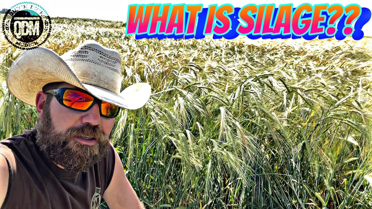 What Is Silage?