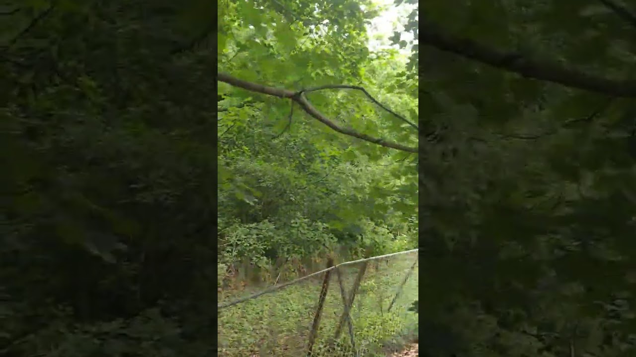 early morning relaxing 07/09/2023 