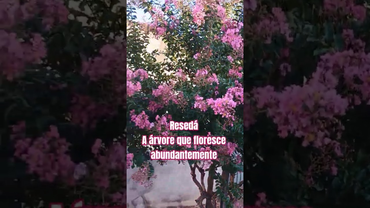 Árvore que floresce muito, Resedá 