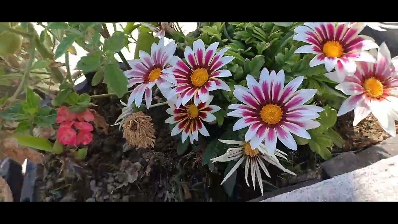 Цветы.💮🌹🌼🌸