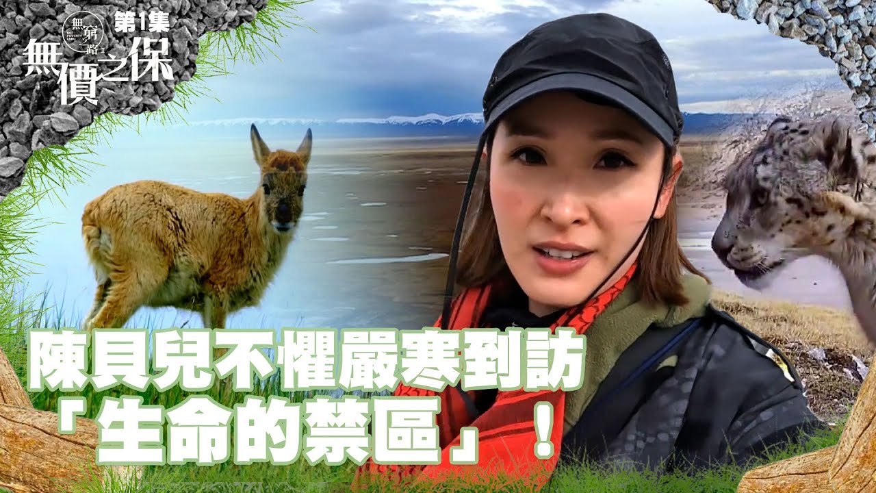 無窮之路 II - 無價之保｜陳貝兒不懼嚴寒到訪｢生命的禁區｣！｜陳貝兒｜紀錄片｜生態保護｜可可西里