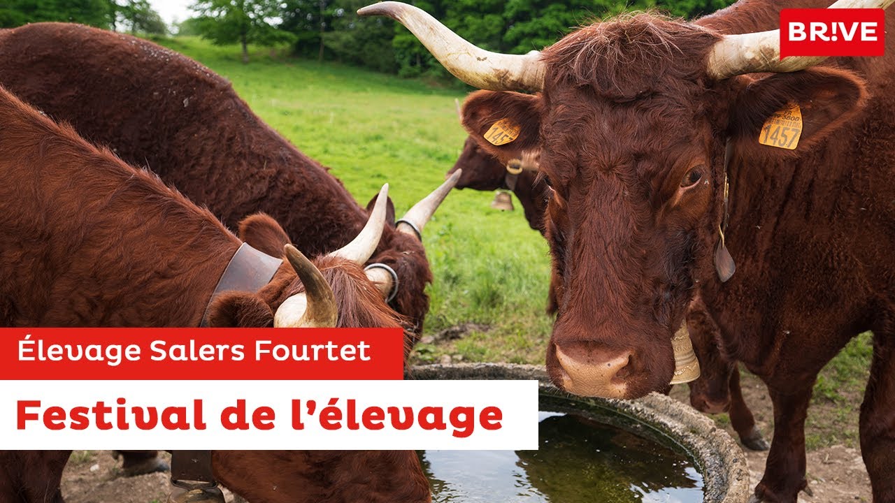 Festival de l'élevage - Fourtet Salers