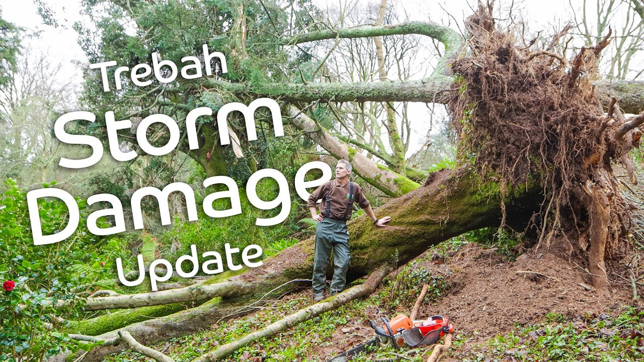 Storm Damage: A Update From Head Gardener Darren Dickey