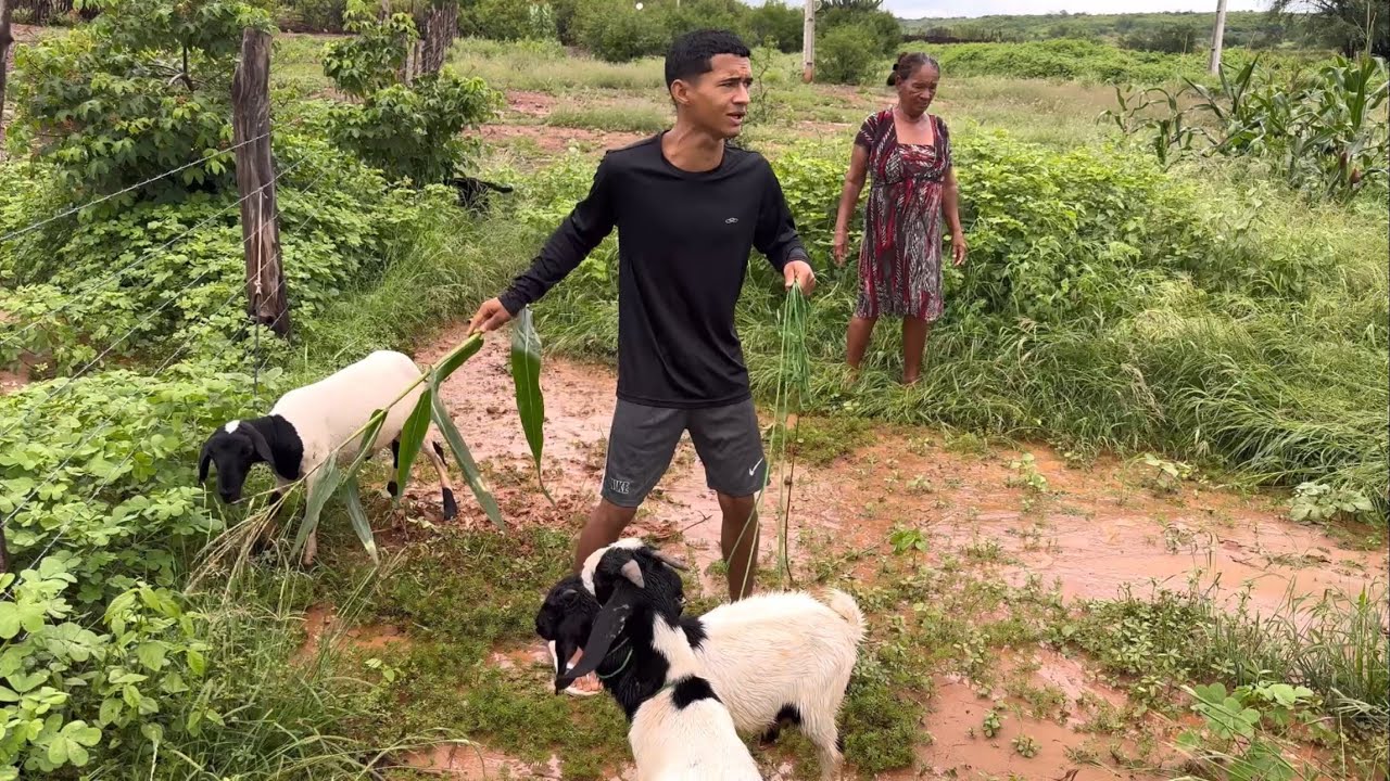 OS ANIMAIS DO BRUTINHO INVADIRAM A PLANTAÇÃO DE MILHO DA VOVÓ