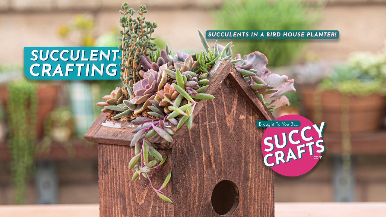 Succulent Craft Kit Guide: Exposed Roof Birdhouse