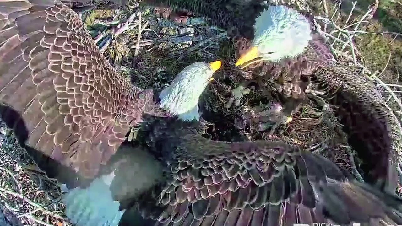 SWFL Eaglets~Strange Female attacks E21 & E22 😱 M15 defends E's and Nest~4:04 PM 2023/02/05
